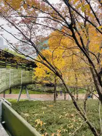 世博公園限時銀杏，週末快衝| 附機位攻略