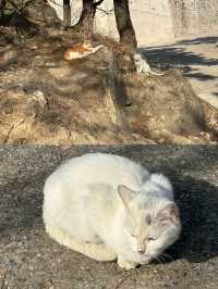 沂蒙山龜蒙景區 | 邂逅山野間的浪漫與壯美