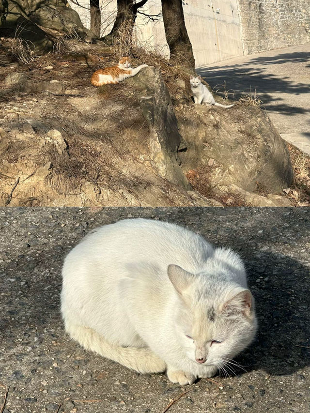 沂蒙山龜蒙景區 | 邂逅山野間的浪漫與壯美 沂蒙山龜蒙景區 | 邂逅山野間的浪漫與壯美
