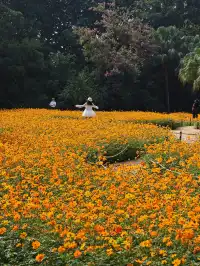 深圳羅湖市區浪漫黃色花海|東湖公園黃秋英