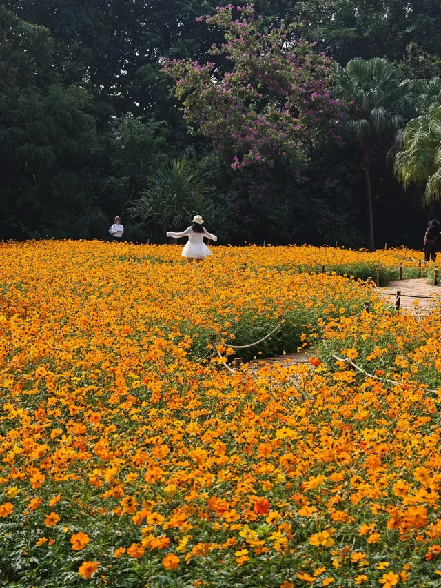 深圳羅湖市區浪漫黃色花海|東湖公園黃秋英 深圳羅湖市區浪漫黃色花海|東湖公園黃秋英