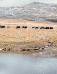 自駕川西一場大雪,川西有了冬日氛圍