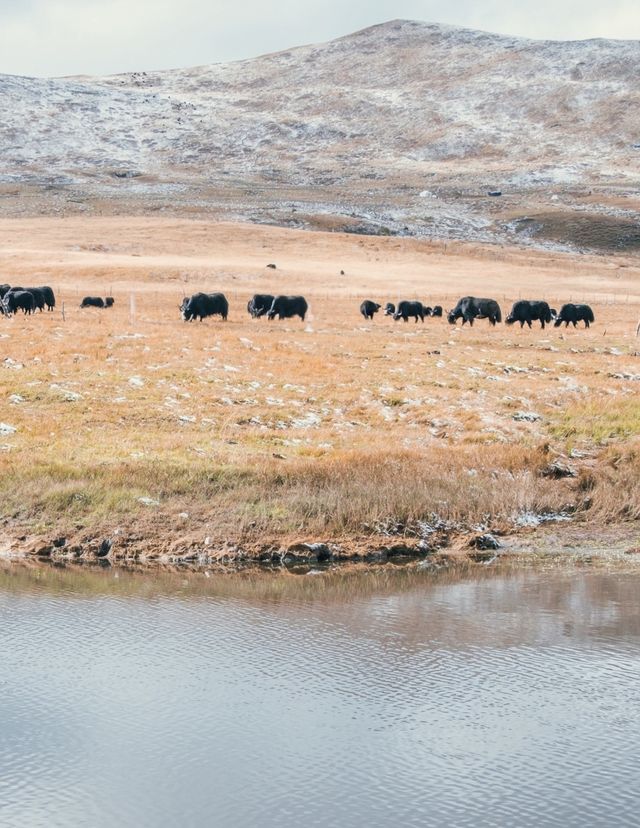 自駕川西一場大雪,川西有了冬日氛圍 自駕川西一場大雪,川西有了冬日氛圍