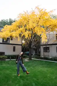 發現了！魔都市區能獨攬銀杏樹的小眾秘境！