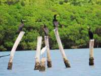 廈門版「瘋狂動物城」上線!山林湖海間,藏著人與自然共生的浪漫