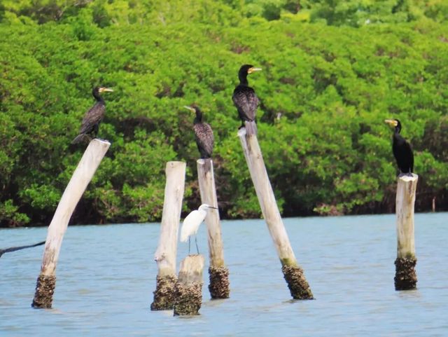 廈門版「瘋狂動物城」上線!山林湖海間,藏著人與自然共生的浪漫 廈門版「瘋狂動物城」上線!山林湖海間,藏著人與自然共生的浪漫