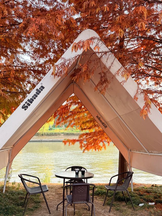 上海初冬限定浪漫|碳路者公園4點光影落羽杉 上海初冬限定浪漫|碳路者公園4點光影落羽杉