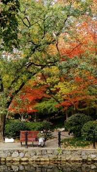 我說魯迅公園是上海市中心的賞秋天花板沒人有意見吧