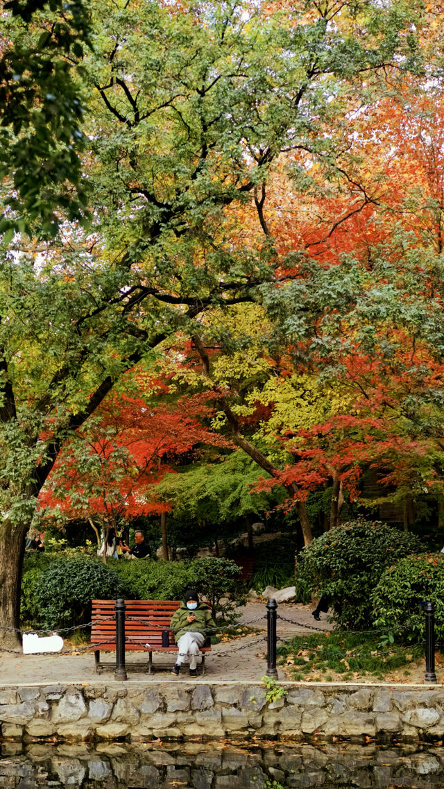 我說魯迅公園是上海市中心的賞秋天花板沒人有意見吧