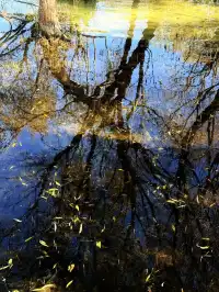 12月洱海!闖入現實版《小森林》紅杉秘境!