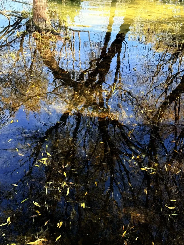 12月洱海!闖入現實版《小森林》紅杉秘境! 12月洱海!闖入現實版《小森林》紅杉秘境!