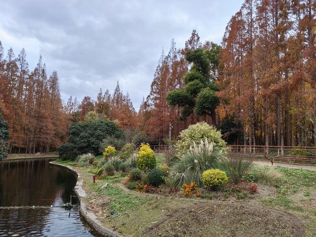 初冬暖陽下的多彩上海共青森林公園 初冬暖陽下的多彩上海共青森林公園