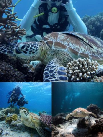 セブンナダイビング｜魂をゼリーの海に投げ込む初心者＆上級者完全攻略