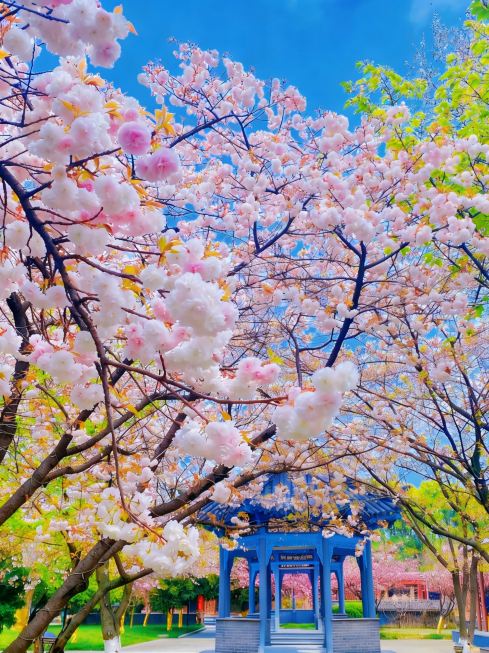 2026 Nanjing Cherry Blossom Viewing! This Insider + Popular