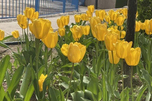 Red Hill Park Tulips Bloom, Welcoming Guests to a Sea of Spring