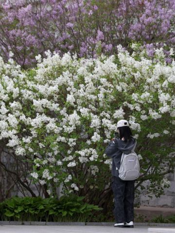 ライラックが白城師範学院に満開、園遊会が始まる | Trip.com 白城