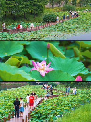 🐲 Headed to Panlong Tiandi in Shanghai for the Dragon Boat Festival holiday, and the "Lotus Night Tour Festival" just launched—it's the perfect summer getaway! The popular water market has been updated too! I even ran into a traditional-style costumed character parade; the Chinese-style romantic atmosphere is spot on~
🪷 Next to the water market, Shanghai's massive, continuous lotus fields are blooming one after another. Paired with the Jiangnan-style architecture, it's fresh and healing during the day—strolling around holding a lotus flower makes for great photos~ In the evening, the lights soften and flow; taking a boat ride through the water town on a summer night is so relaxing!
🌿 Here is my tried-and-tested travel guide~
🪷 Lotus Night Tour Festival
📍 Panlong Tiandi
📅 June 2026–August 2026
🚇 Subway Line 17, Panlong Road Station, 10-minute walk
🅿️ Parking lots P1, 2, 3, 5, and National Exhibition and Convention Center P12
1️⃣☀️ Daytime: Lotus viewing
✅ The large lotus ponds in the park are perfect for summer photos
📍 There are lotus ponds and waterfront boardwalks on both sides of the stone bridge next to the Children's Center, and the view from the small slope is great~
2️⃣🌗 Evening: The night views are worth taking your time to explore
✅ Light and shadows on the water at Xianghua Bridge
⏰ 7:00 PM–10:00 PM
📍 View from Xianghua Bridge, Shuiqu Bridge, and Hanchun Bridge
✅ Misty Rain Corridor Bridge light show
⏰ 7:30 PM, 8:00 PM, 8:30 PM, 9:00 PM (10 minutes per show)
📍 View from Shuiqu Bridge or the waterfront platform by the bridge on the north side of the Stage Pier
✅ Market open every Friday, Saturday, and Sunday evening
📍 Granary Pier
🍉 The summer night market has a great atmosphere, featuring lotus stalls, cool bamboo crafts, watermelon water tanks, goldfish shops, and all kinds of handmade goods—full of the lively spirit of a Jiangnan summer night
❤️ As the holiday ends and summer arrives, enjoy lotus viewing and parades during the day, and lights and markets in the evening. A slow, half-day stroll is so pleasant~
       A hidden gem worth visiting again and again   