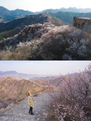 나라 요시노산 벚꽃에 뒤지지 않는, 베이징 교외 장성산 복숭아꽃 꽃바다