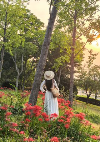 済寧鳳凰台植物園｜彼岸花スポット、9月最後の秋の孤高の赤を捉える