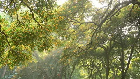Ningbo: Aroma Bunga Osmanthus Dinasti Song Berusia Seribu Tahun Penuhi Seluruh Desa. — traveler post in Ningbo