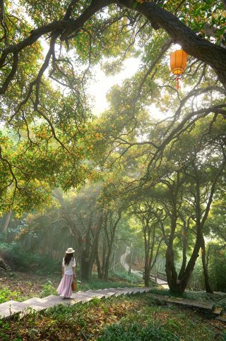 Ningbo: Aroma Bunga Osmanthus Dinasti Song Berusia Seribu Tahun Penuhi Seluruh Desa.