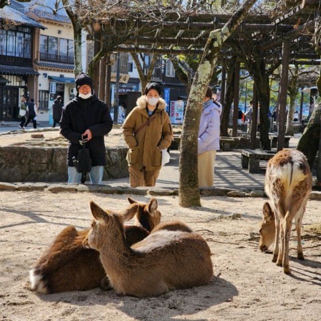 히로시마 미야지마섬으로의 여행   