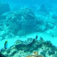 沖縄のキレイな海と魚が満喫できる【ブセナ海中公園】