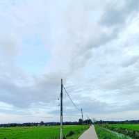 Green Grass of Paddy Field, Natural Beauty 