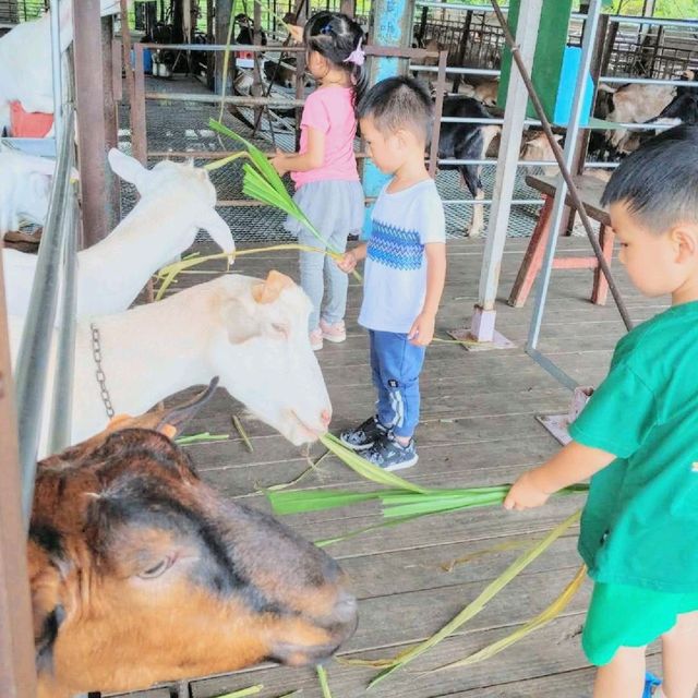 台灣宜農牧場 親親小動物