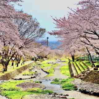 花池 町田薬師池公園 | 東京とりっぷ