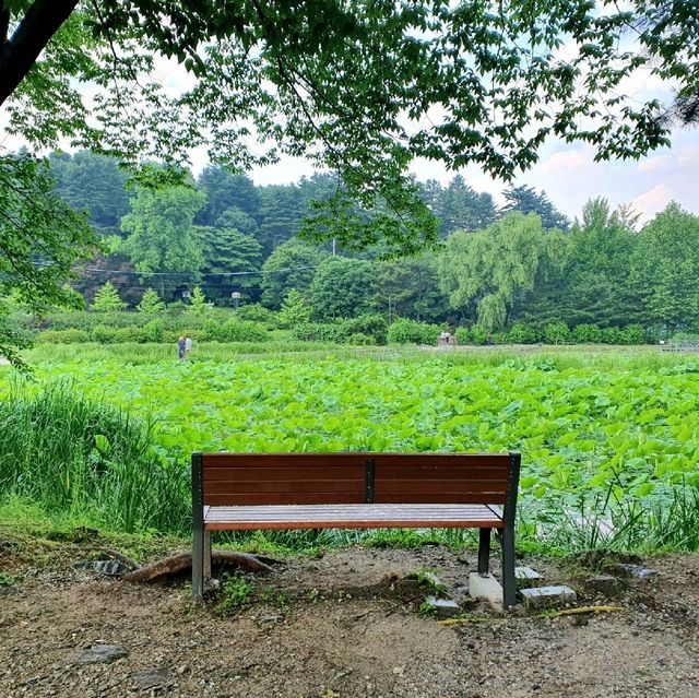 남양주에 있는 연꽃사찰! 봉선사를 누려요