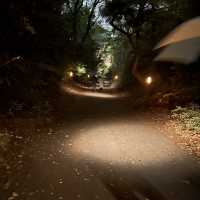 六義園夜櫻
