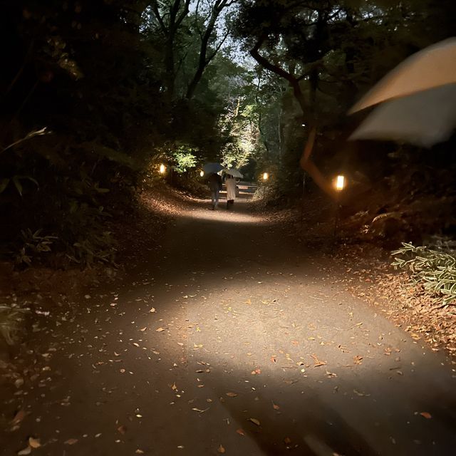 六義園夜櫻
