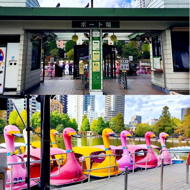 Fun Swan Paddleboats at Shinobazu Pond