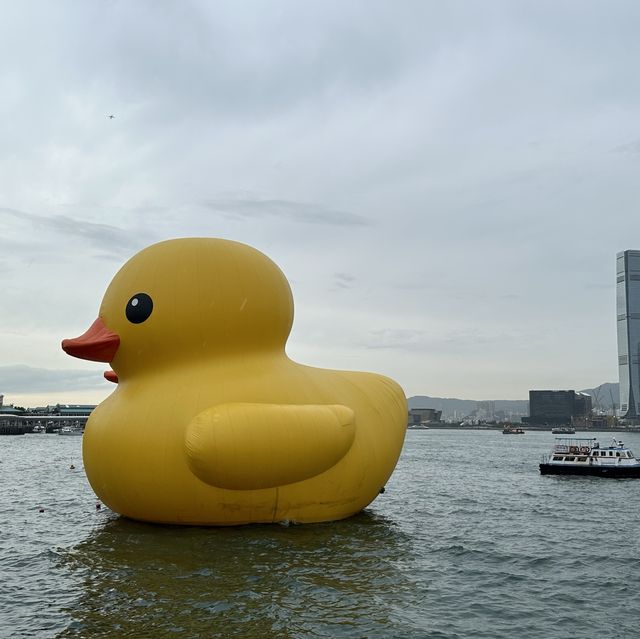 Penguins meet Rubber Ducks