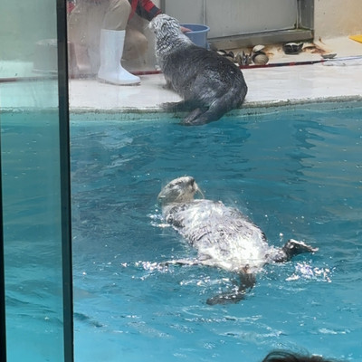ラッコのメイちゃんキラちゃん@鳥羽水族館 | Trip.com 鳥羽