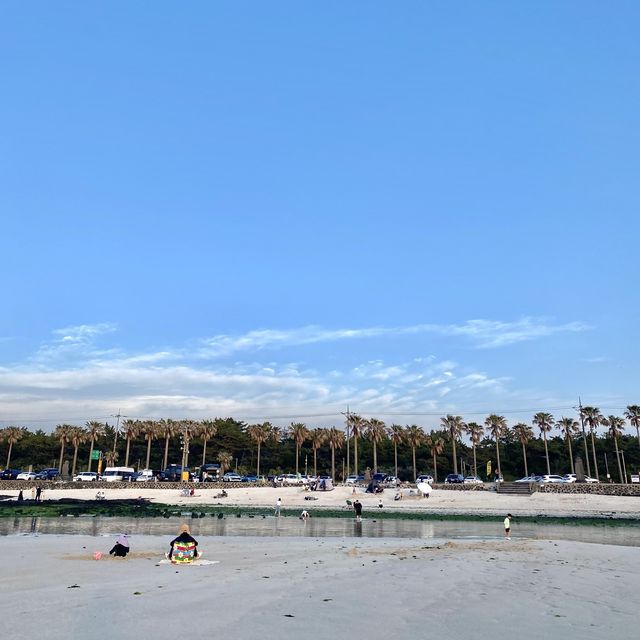 야자수가 드리운 얕은 해변 금능해수욕장🌴🌊
