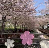 경남의 벚꽃명소 중 하나인, 진해 여좌천로망스다리