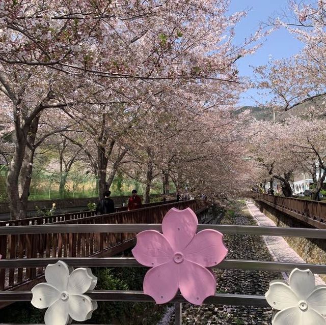 경남의 벚꽃명소 중 하나인, 진해 여좌천로망스다리