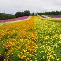 Endless fields of lavenders 🌹🌸💐🌺