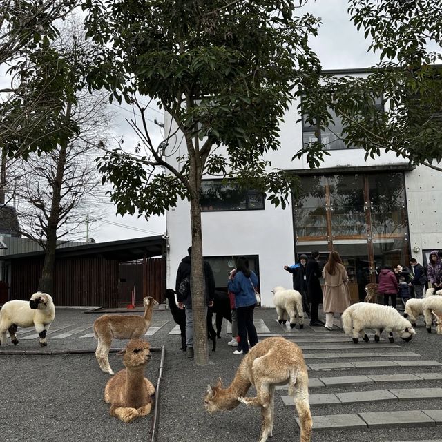 🤩張美阿嬤農場👍小可愛互動樂園🐷🦌🦘 