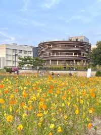 코스모스 밭으로 펼쳐진 인사동 공원, 열린송현 녹지광장🌼
