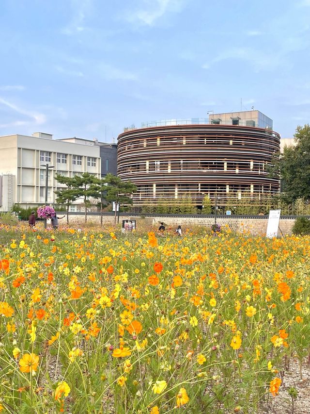 코스모스 밭으로 펼쳐진 인사동 공원, 열린송현 녹지광장🌼