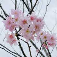 季節限定··沙田好去處