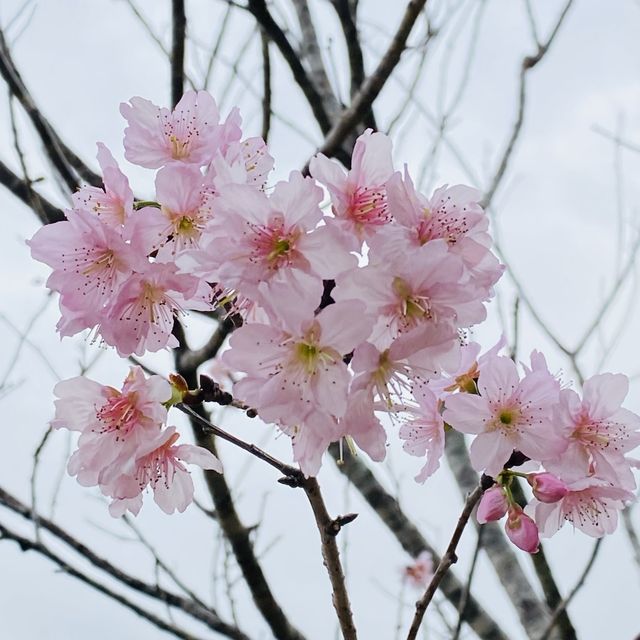 季節限定··沙田好去處