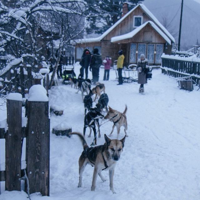 러시아에서 개썰매 타기 🛷