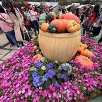 春日限定，花迷值得一去～維多利亞公園花卉展🌸