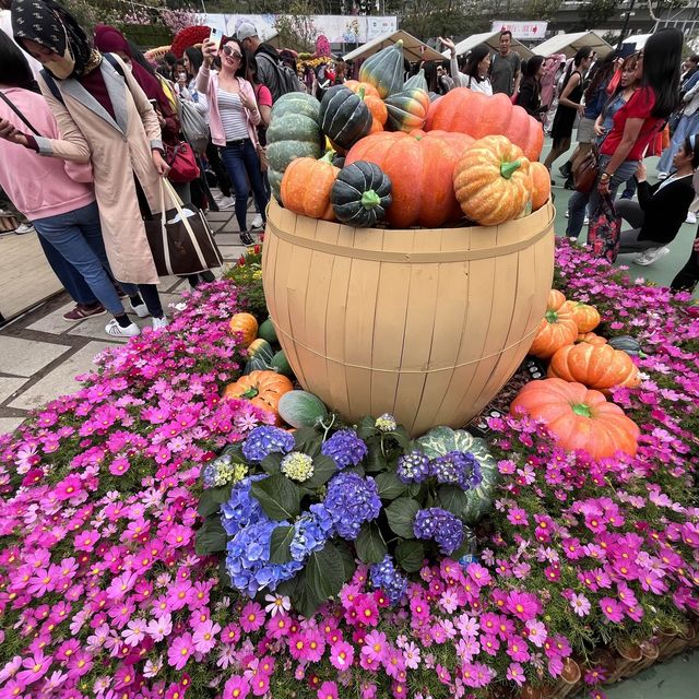 春日限定，花迷值得一去～維多利亞公園花卉展🌸