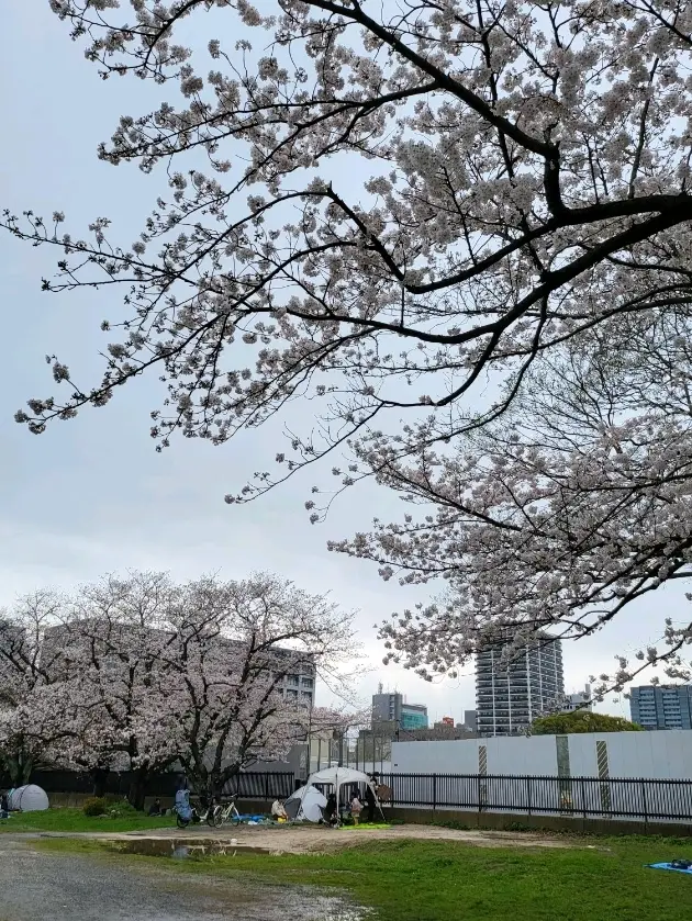 桜まつり　　　　　　　　　　　　　　　　　　_福岡　城跡　_福岡