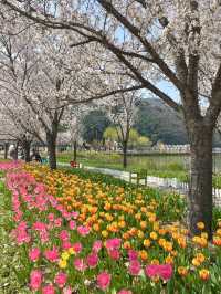 튤립과 벚꽃의 콜라보, 옥연지 송해공원🌸🌷